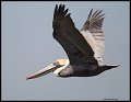 _4SB6338 brown pelican
